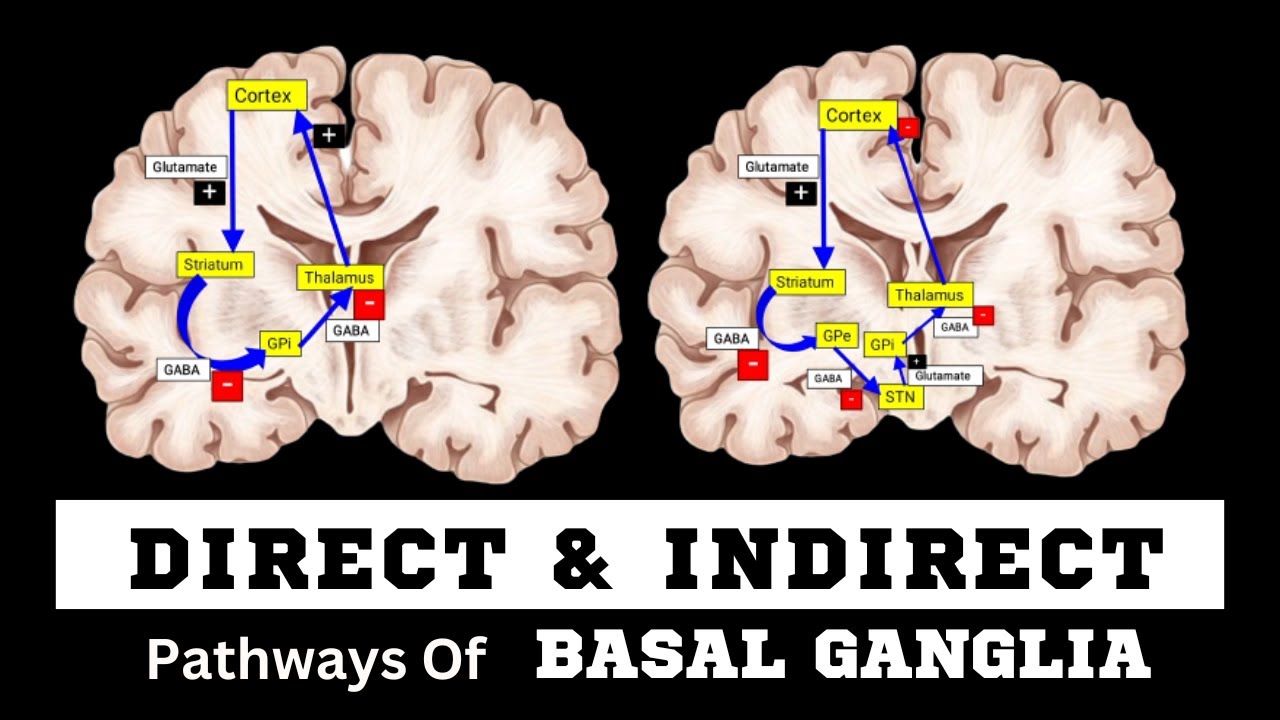 Basal Ganglia | Direct and Indirect Pathway | CjMeds |
