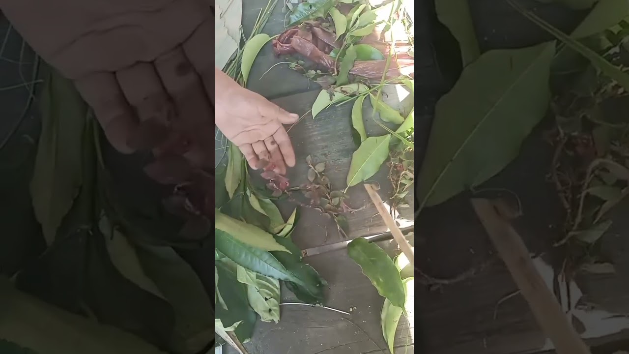 THANGI PHAAN TA-ACHOONG(INGREDIENTS FOR ACCIDENTAL RITUAL) BY BATOPSO ROMAT.