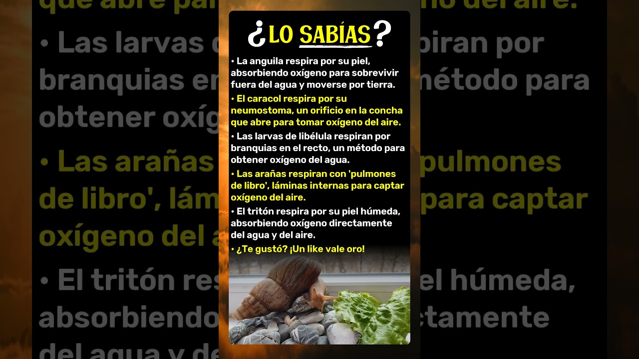 Respiraci&oacute;n animal: lo m&aacute;s extra&ntilde;o de Espa&ntilde;a