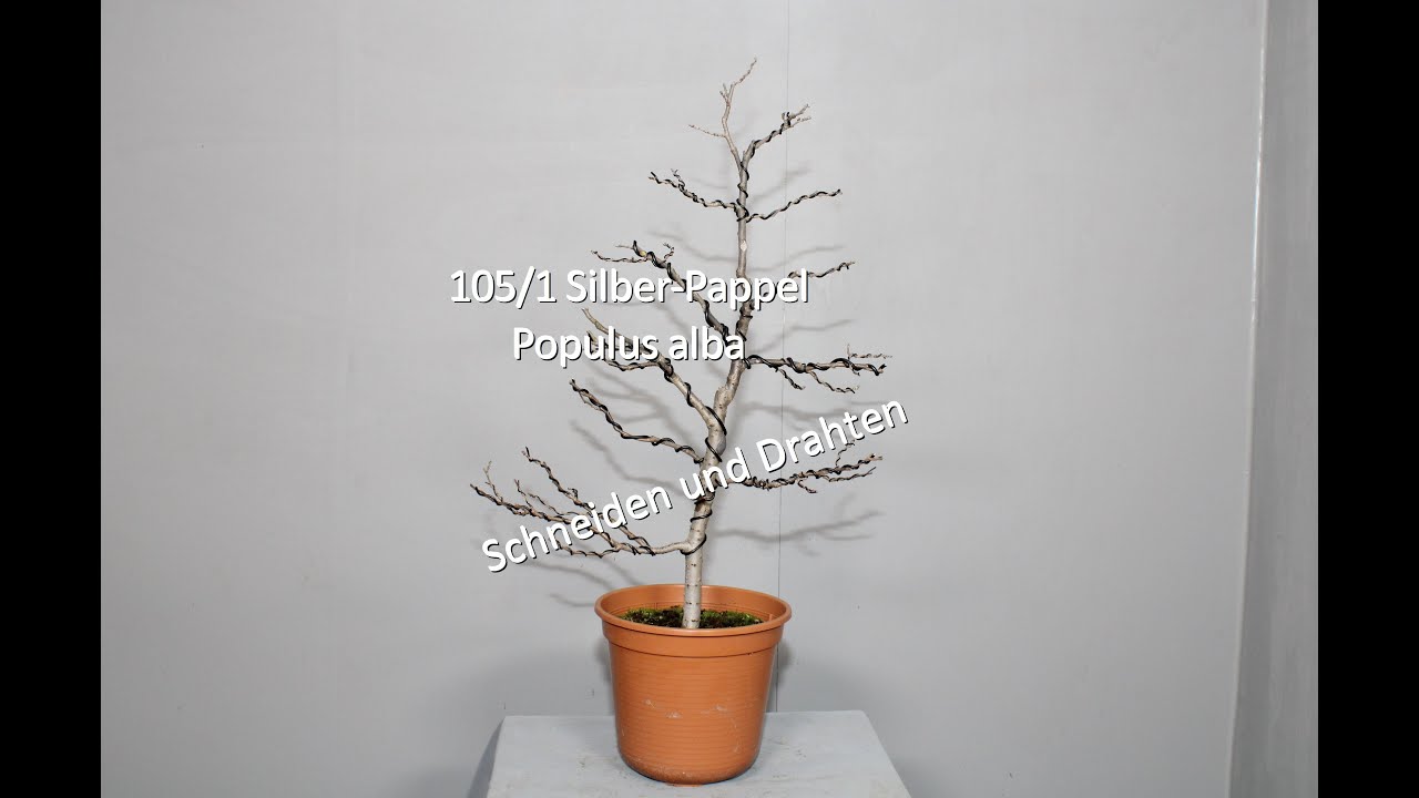 105/1 Silber-Pappel