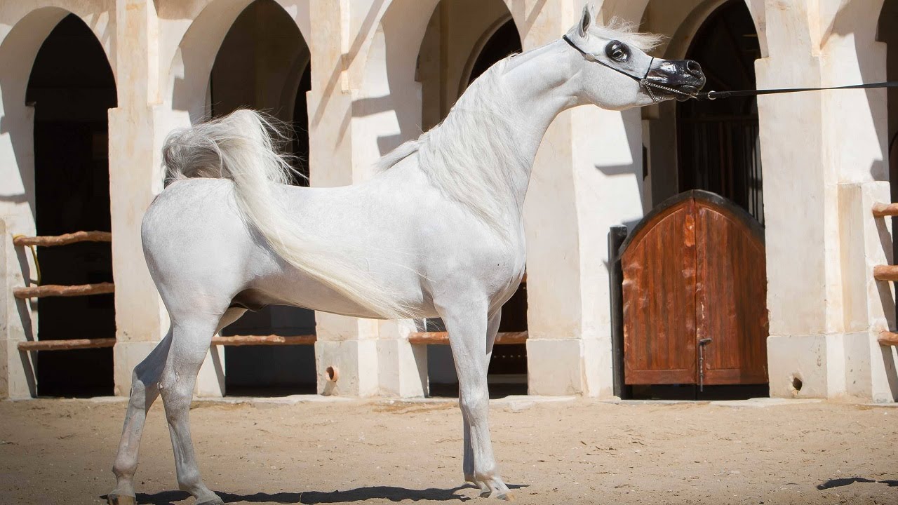 الخيل العربي الأصيل | البطل العالمي الفحل ورتكس كاليست ابن الأسطورة شنجهاي إي إيه | Wortex Kalliste