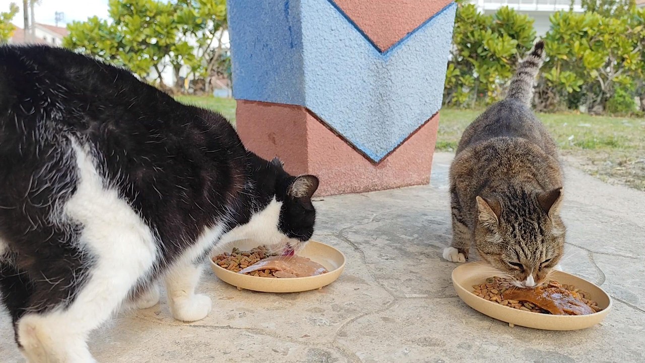2026.1.30 猫巡り ビーチ猫のみなみちゃんとビビちゃんに美味しいカリカリと大好きなウェットフードを