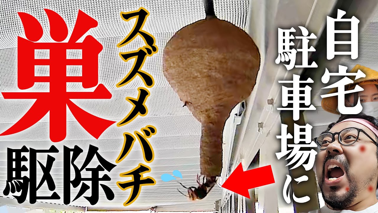 何じゃこりゃ！？自宅にスズメバチの巣ができたときの駆除方法【初期状態編】