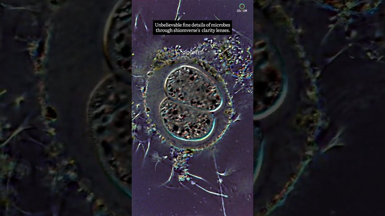 Movement of microbes #microbelife #microbes #life #clarity #microbiology #science #genetics #medical