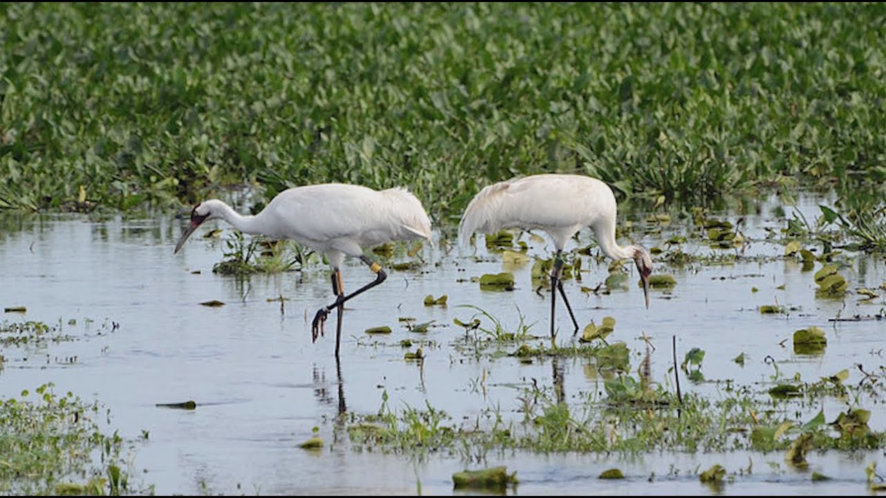 Conservation Success Stories: The Whooping Crane