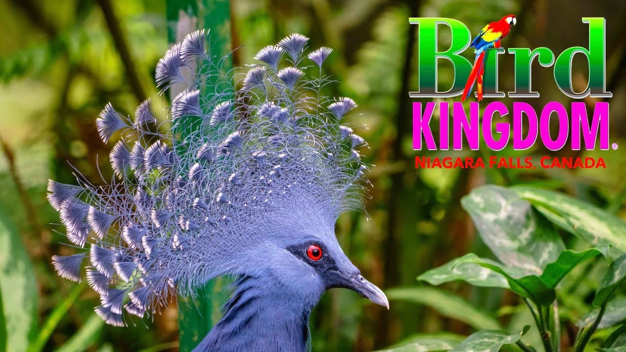 🦜 Bird Kingdom 🦜 Niagara Falls, Canada - The Largest Indoor Aviary