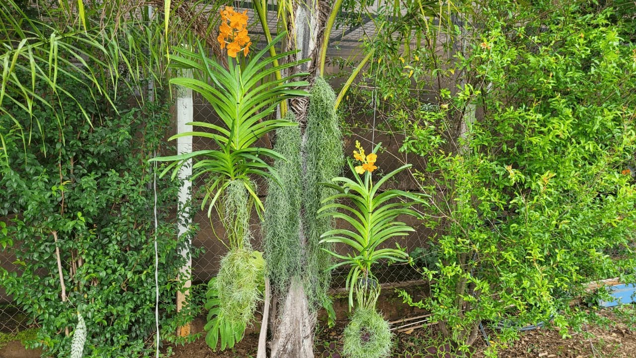 COMO MANTER MAIS UMIDADE NAS RAÍZES COM TILLANDSIA USNEOIDES ( BARBA DE VELHO)