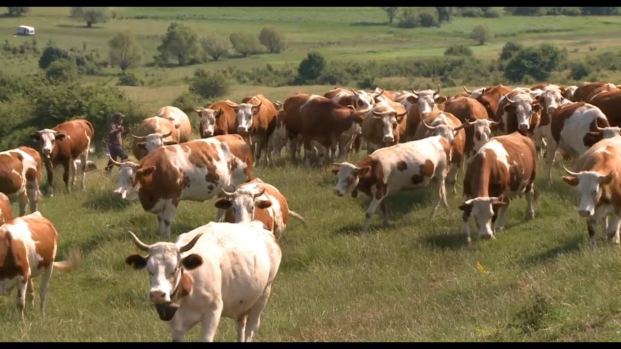 Ferma AGROTRANSCOM-EX la Viata Satului