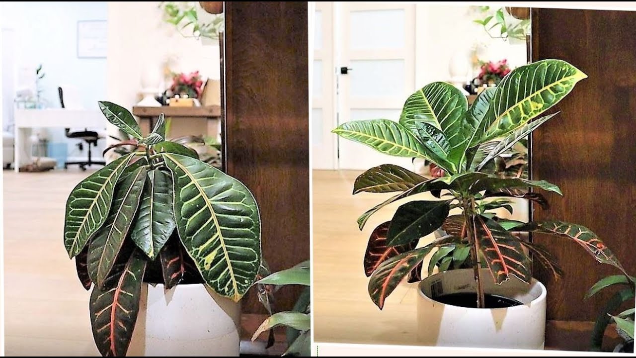 Using my Thieves Household Cleaner to water my plant. Watch what happens in 1 Hour.