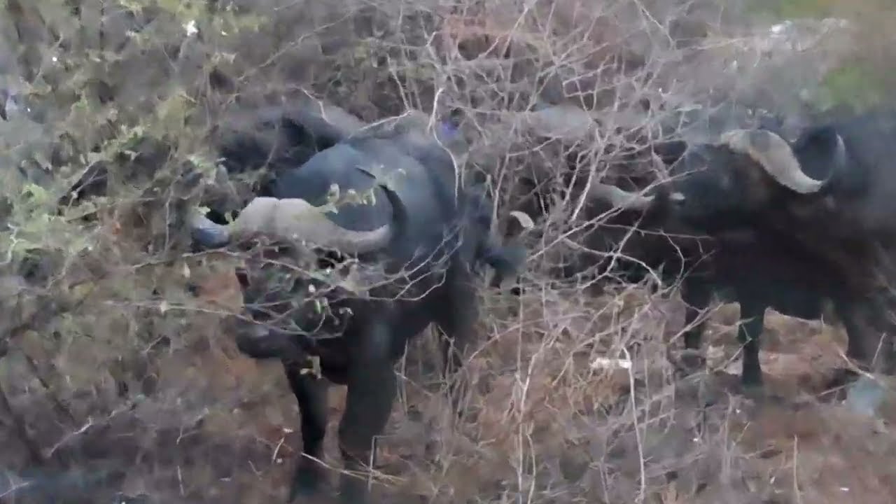 ⚠️ Don't Walk At Night In Victoria Falls Zimbabwe 🇿🇼⚠️