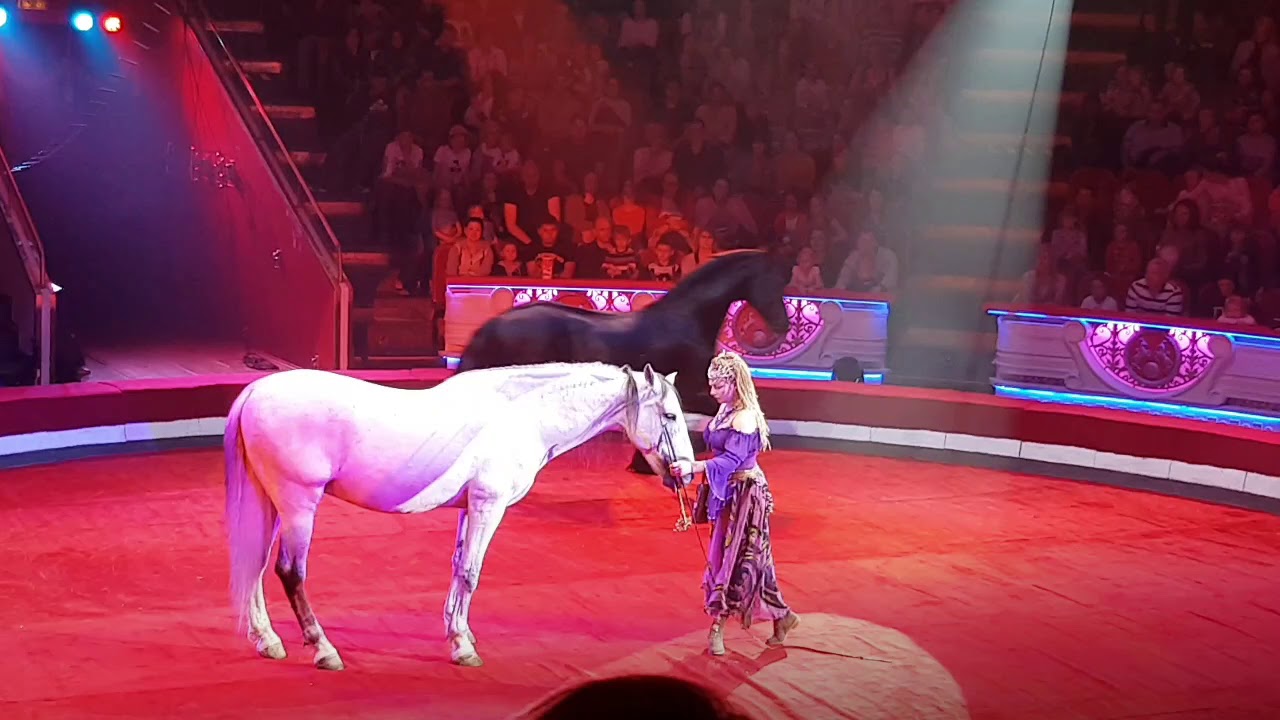 Nikulin circus in Moscow, 20.5.2018 г. Москве.  цирк 🎪 🎪 🎪 НикУлиНа