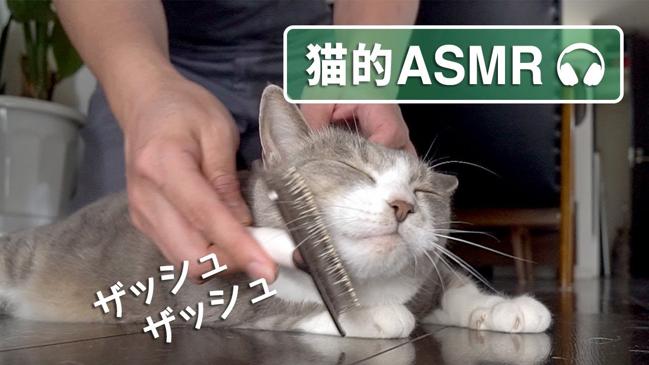【猫的ASMR】 モフモフの音