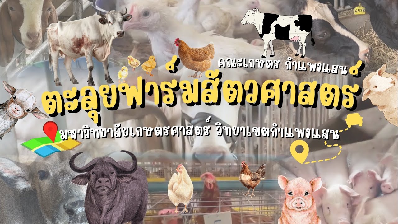 ตะลุยฟาร์มสัตวศาสตร์ ม.เกษตรศาสตร์ วิทยาเขตกำแพงแสน | Animal science kukps