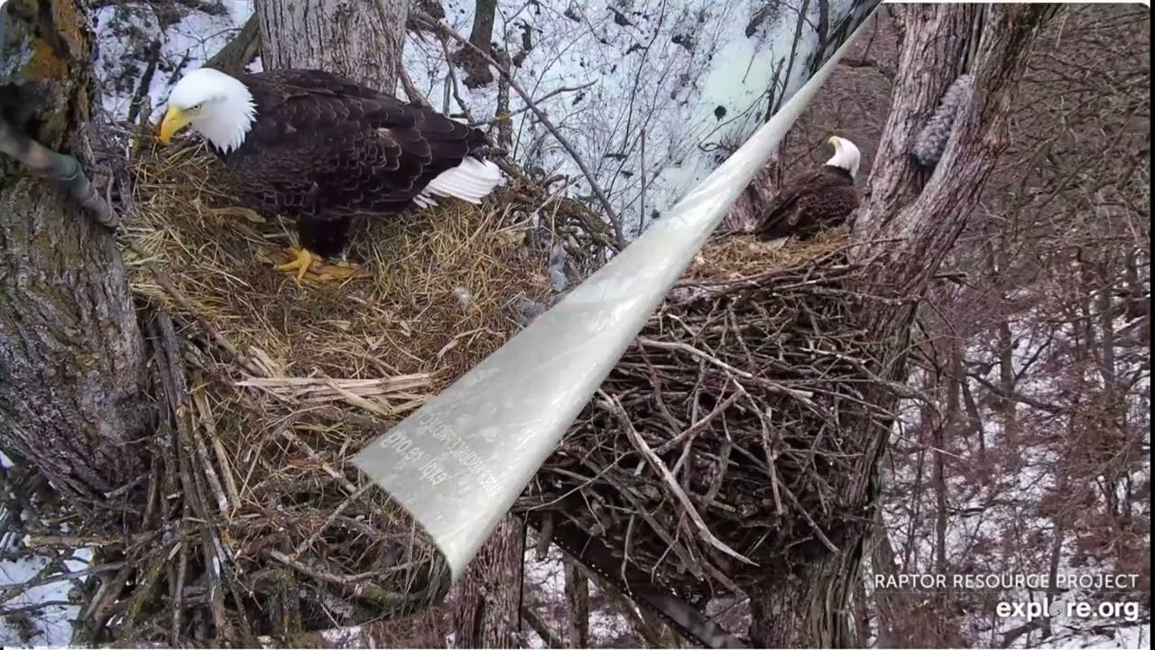 Decorah Eagles -  North Nest, March 5th Morning Explore Live Nature Cams powered by EXPLORE.org