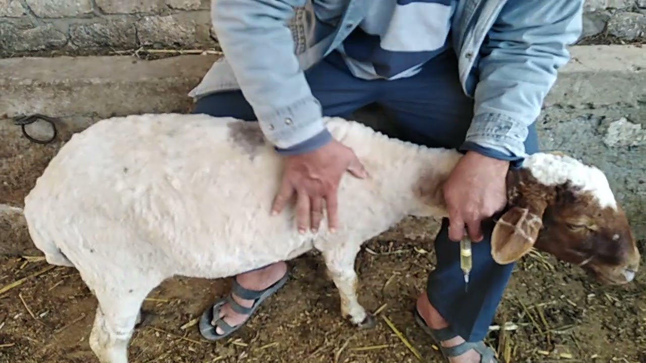 طريقة حقن الاغنام