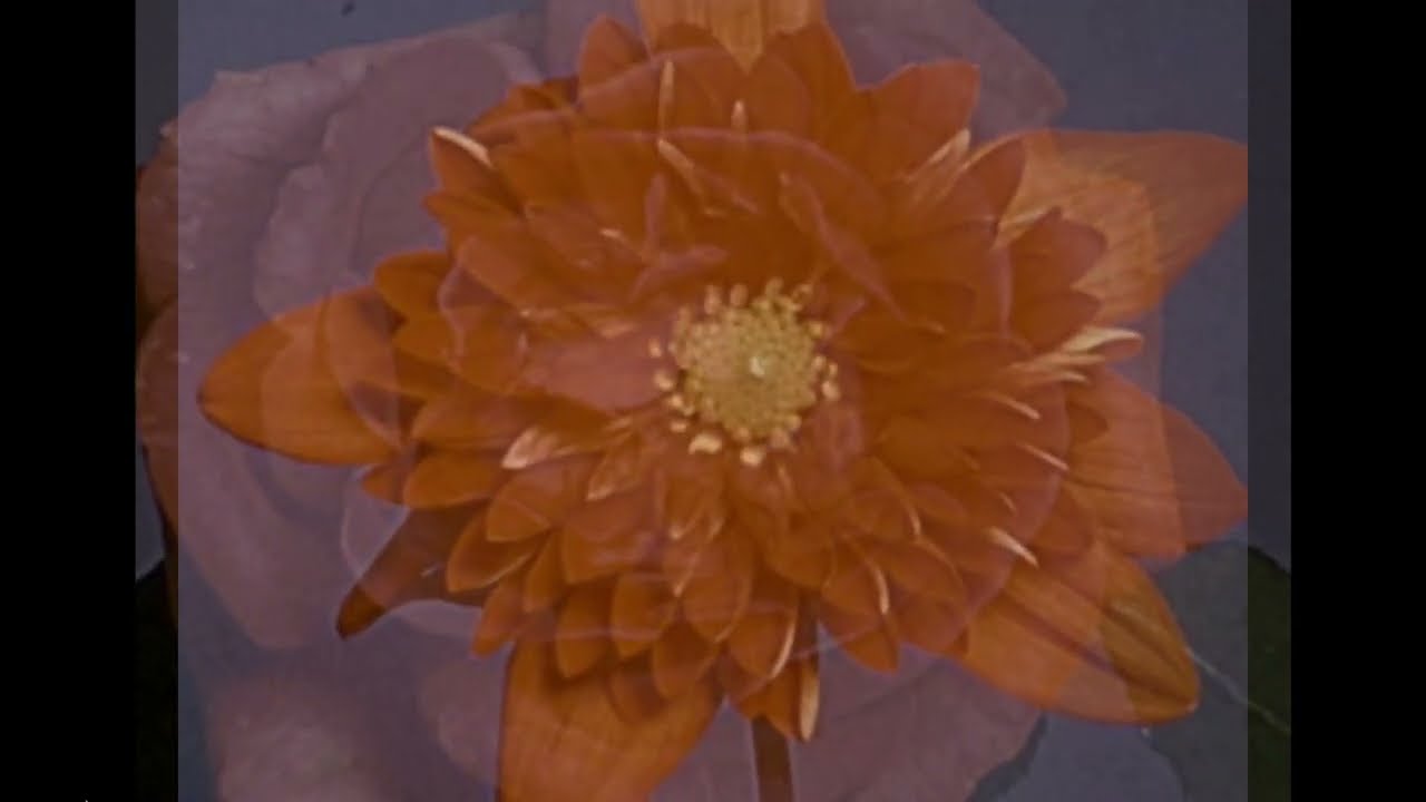 Rose Cousins - Forget Me Not (Official Visualizer)