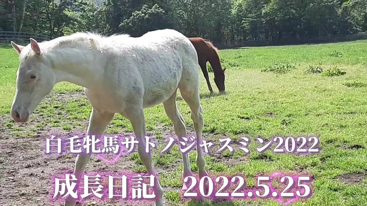 ゴージャス 白毛牝馬 サトノジャスミン 親子の『成長日記』2022.5.25