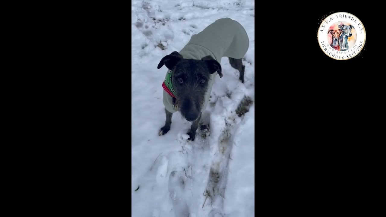 🐾 Togo, Rauhaargalgo – ein junger Hund zum Verlieben 🐾🧡
