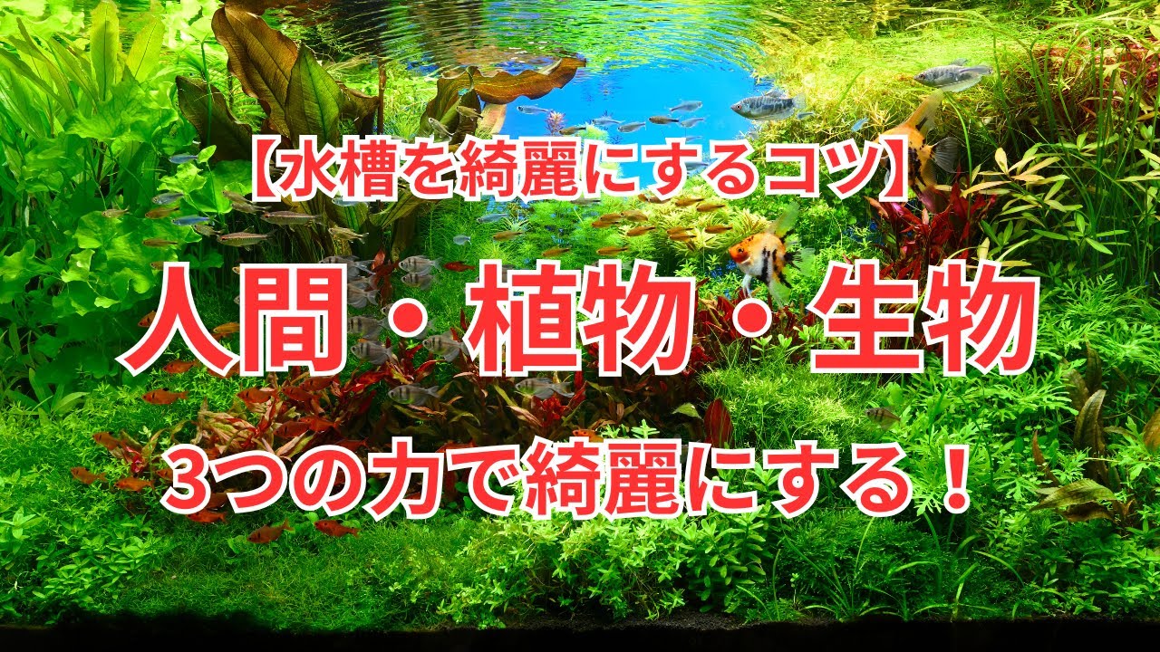 【水槽を綺麗にするコツ】人間・植物・生物の3つの力で綺麗にする！