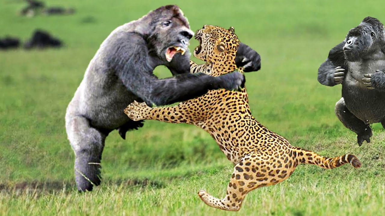 LEOPARD KILLED BY GORILLA - FIGHT TO THE DEATH (Hypothetical Scene)