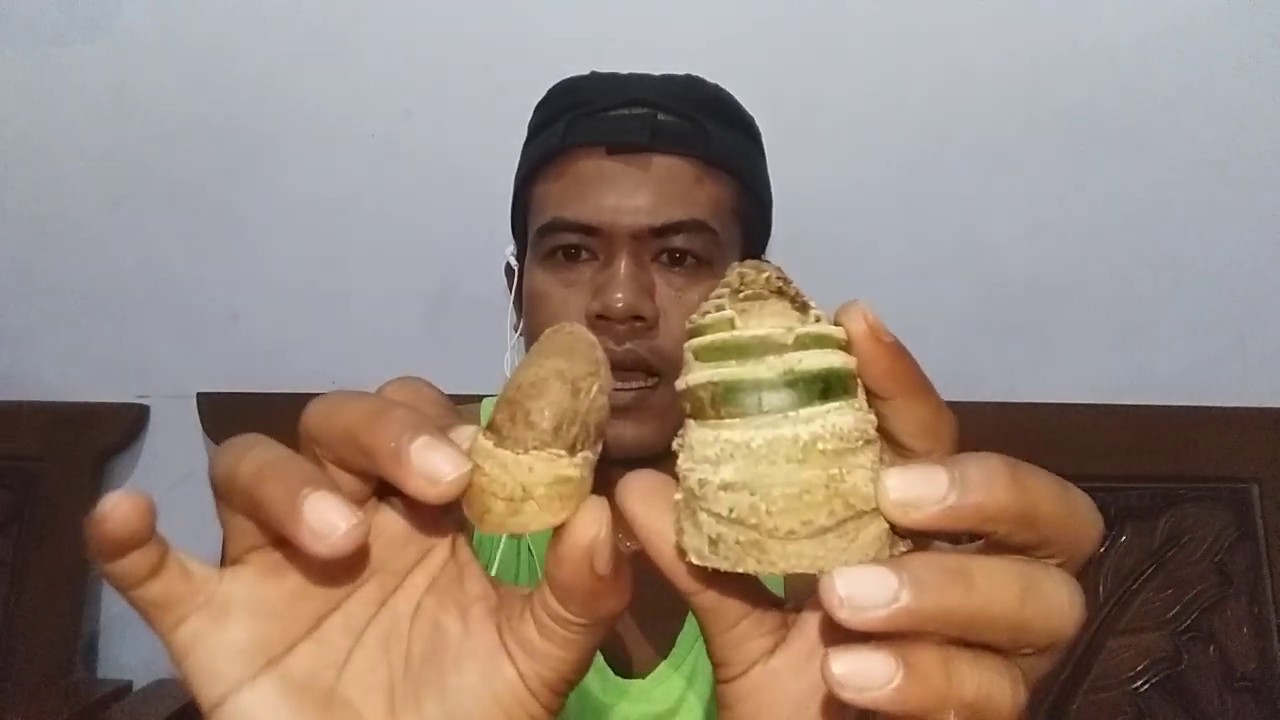 HEBOH!!! bambu bertuah tanduk setan pusaka alam paling langkah
