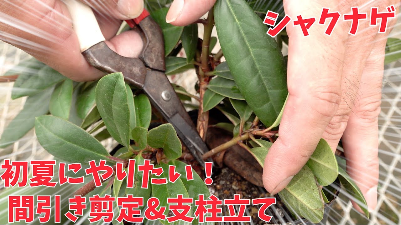【シャクナゲ】初夏にやりたい！間引き剪定＆支柱立て【赤塚植物園農場だより】