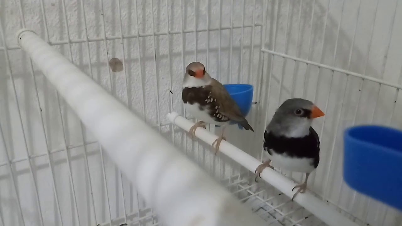 Como saber o macho e a fêmea do diamante sparrow.   E descobrindo a verdade dos meus 😱