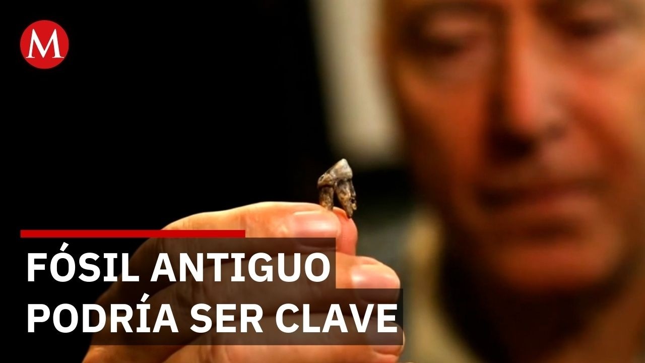 Hallan en Bulgaria fósil de 7.2 millones de años que podría ser ancestro humano