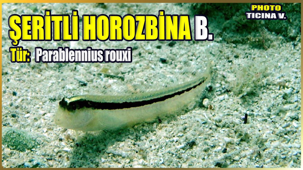 Полосатая рыба-какаду | Параблений Рукси | Средиземноморская рыба #32