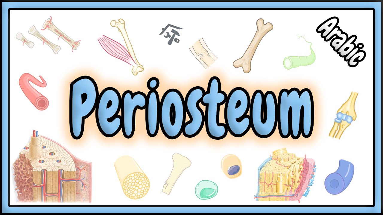 84. Periosteum || سمحاق العظم