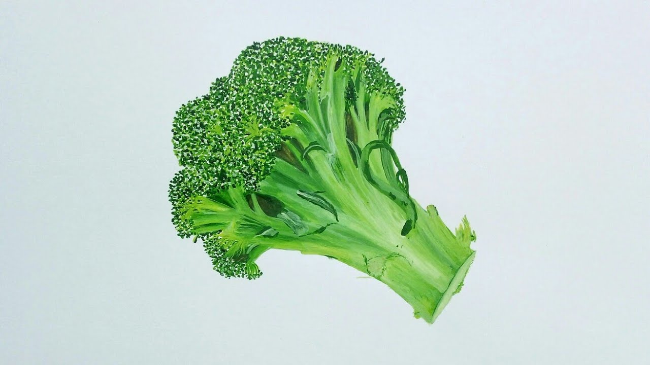 Realistic broccoli Drawing