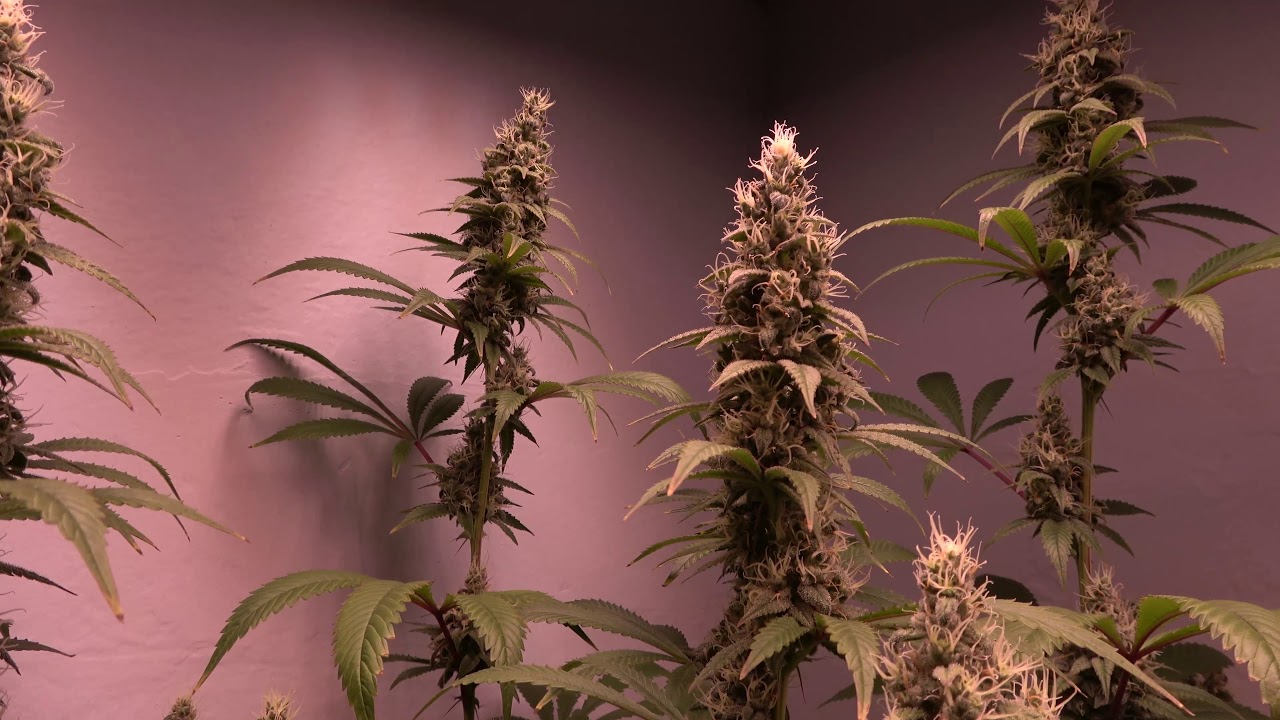 Growing Organic Cannabis!!! Day 45 of flower!!!! Did our seedlings start growing??? Check it out.