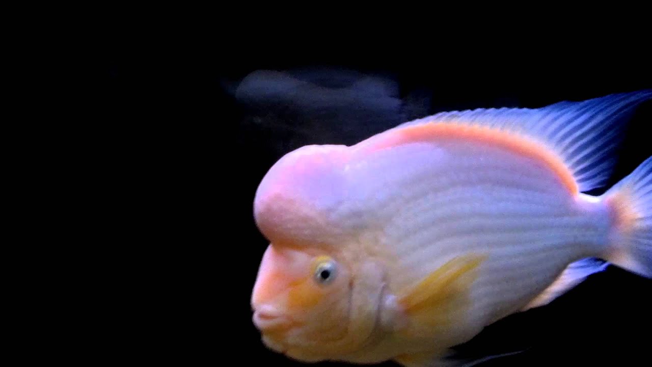white midas cichlid..amphilophus citrnellum 2013