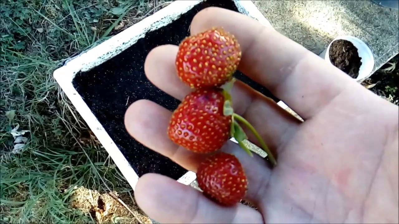 comment se faire de nouveaux fraisiers a partir de fraises !!!