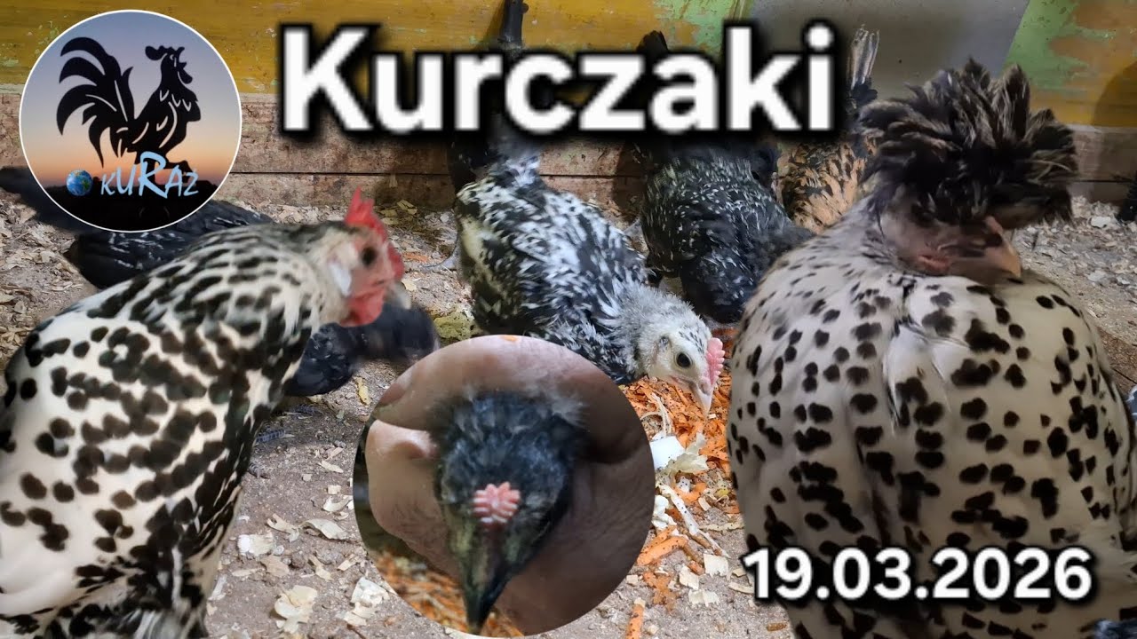 Kurczaki i kury w kropki 19.03.2026 #chickens 