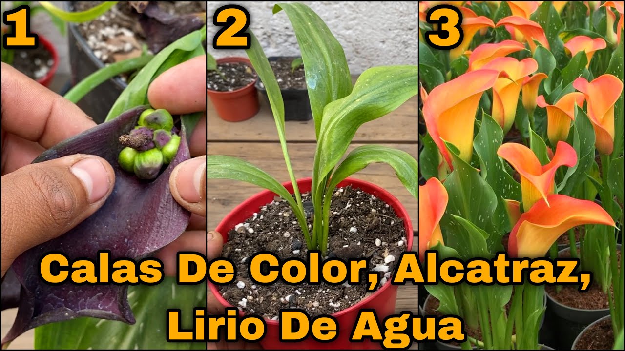 CALAS o ALCATRAZ DE COLORES LA MEJOR FORMA DE PROPAGACIÓN (Zantedeschia aethiopica)