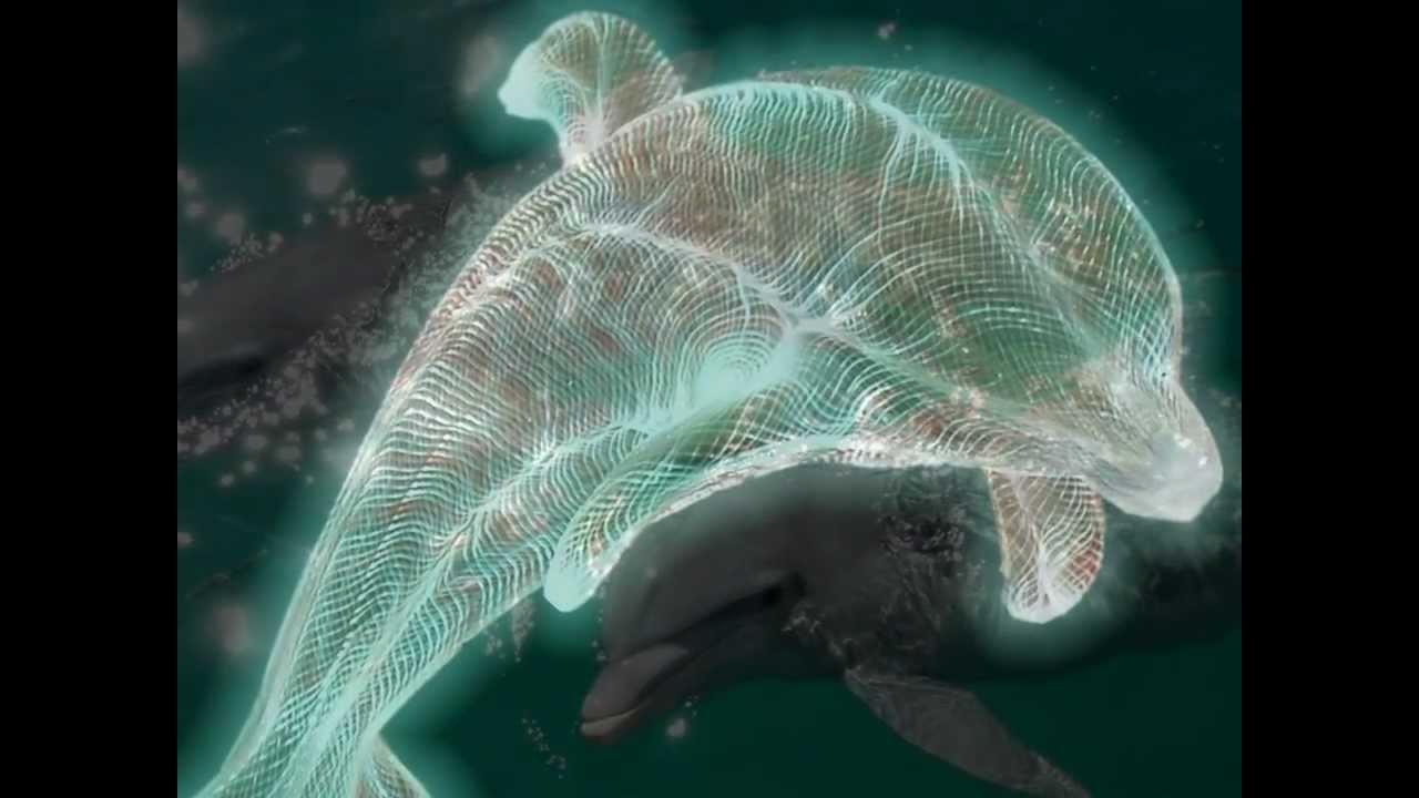 LOOK INTO THE SOUL OF A DOLPHIN - Revelation by Frederic Delarue