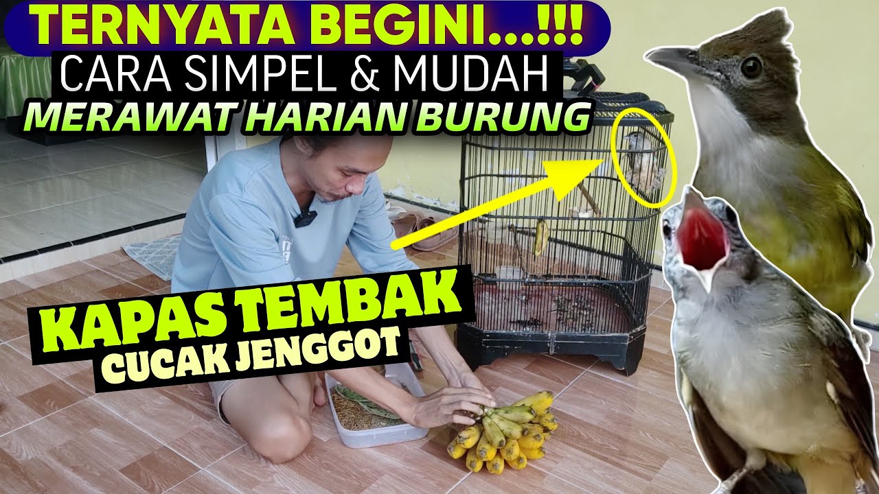 TERNYATA BEGINI, CARA MUDAH MERAWAT BURUNG KAPAS TEMBAK & CUCAK JENGGOT HARIAN GACOR