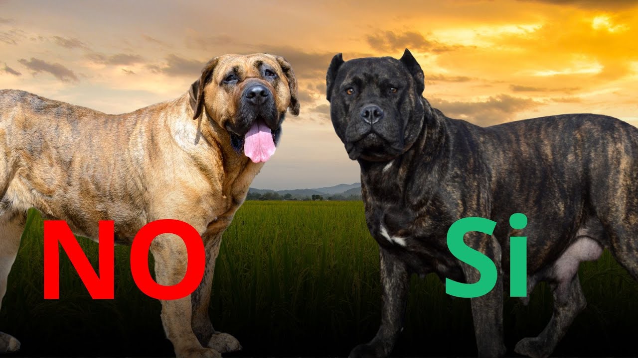 Presa Canario funcional SI, inútiles NO