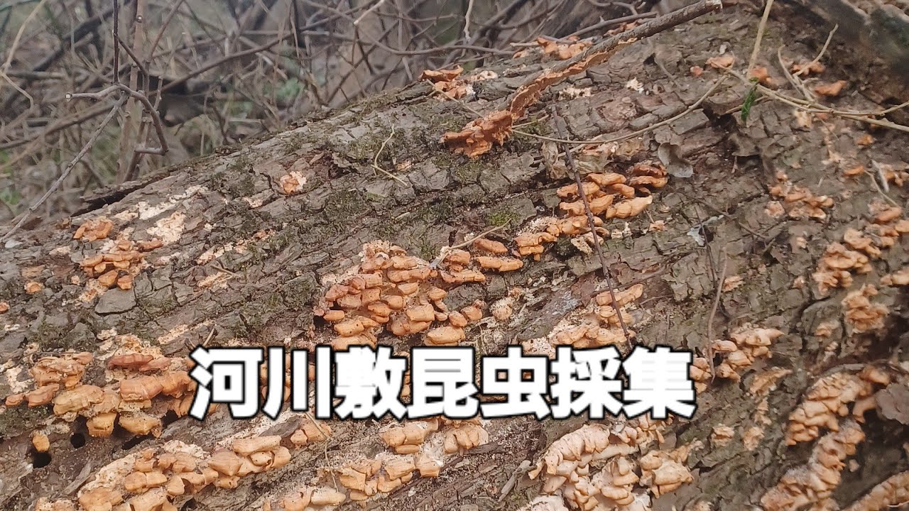 ヒラタ狙いで河川敷！