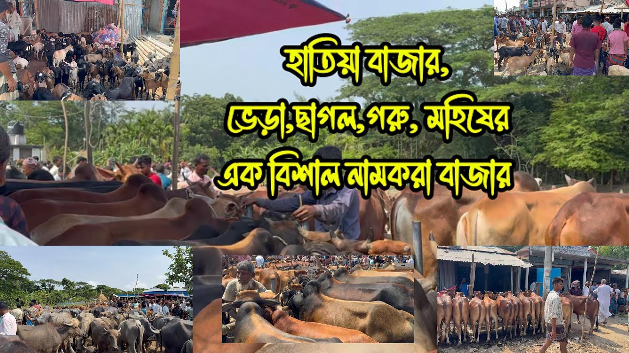 নোয়াখালীর ঐতিহ্যবাহী হাতিয়া গরুর বাজার। Hatiya Goru Bazar। কুরবানের গরু ছাগলের হাঁট । গরু বাজার ২০২৫