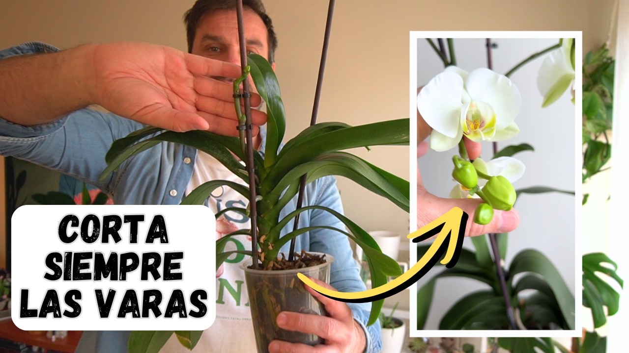 NO HAGAS ESTO EN TUS ORQUÍDEAS PHALAENOPSIS: consigue varas con flores más grandes || en20metros