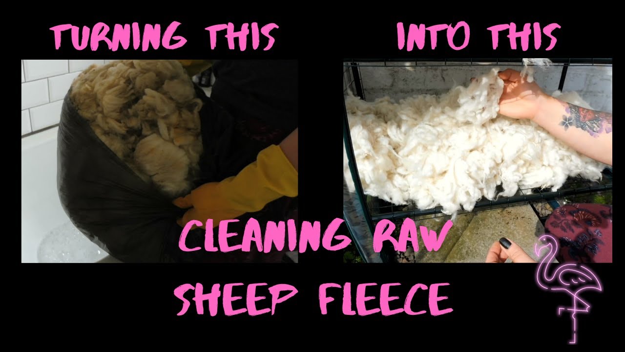 Cleaning Raw Sheeps Wool