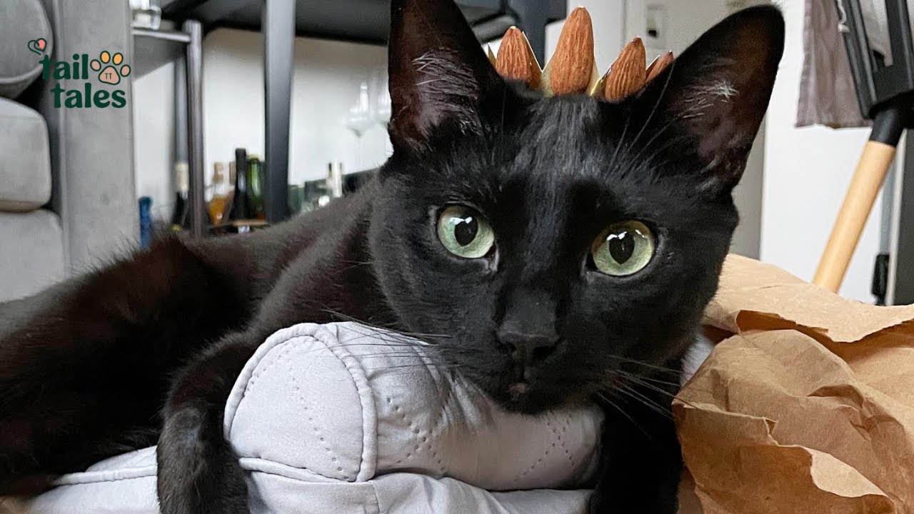 Ari 🐾 The Black Cat with an Almond Obsession ❤️