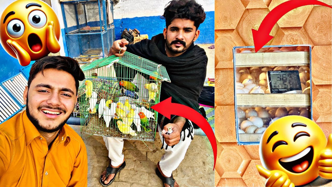 Egg Incubation Start😱! Machine Mein Anday Laga Diye 🥰Our love birds farm sa ja rahy h🥹