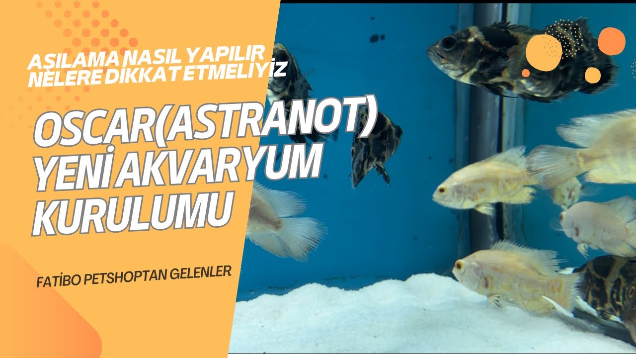 OSCAR(ASTRANOT) BALIĞI AKVARYUM KURULUMU / AŞILAMA NASIL YAPILIR/@fatibociftlik @FatiboAkvaryum