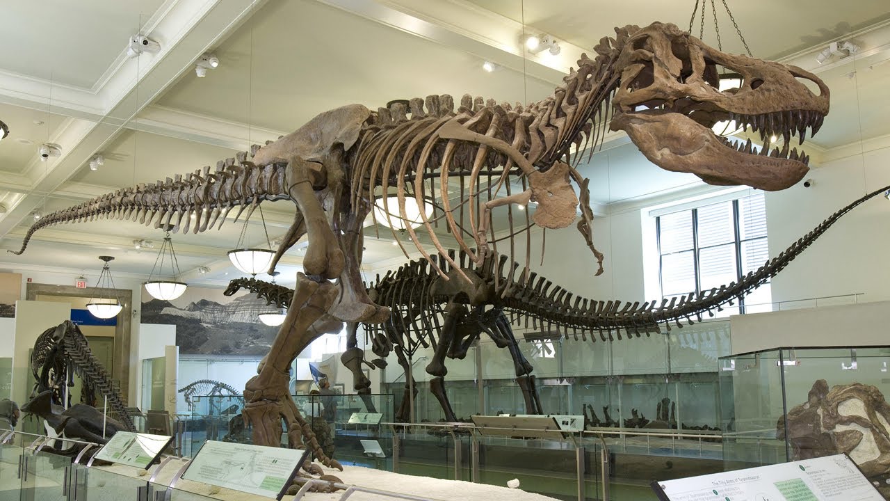 Museum of Natural History NYC,  جولة بمتحف التاريخ الطبيعي ، نيويورك