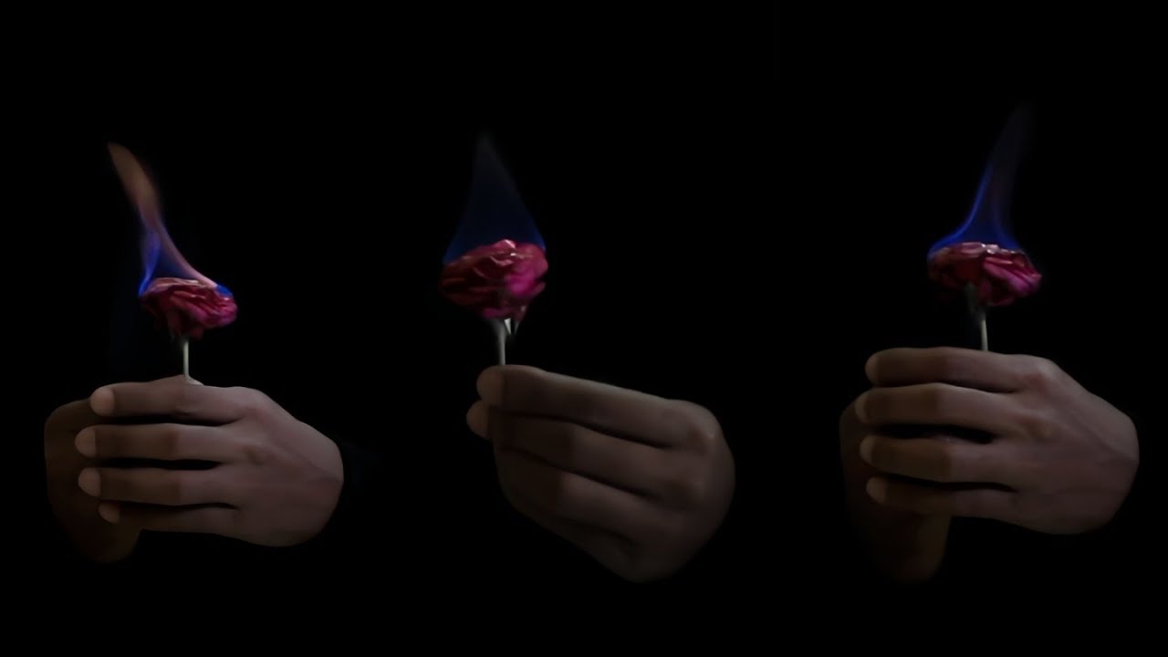 Rose on fire🌹🔥