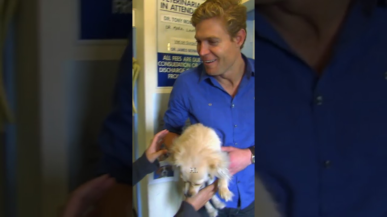 Dog Without Owner Admits Herself To The Vet 😂  | Bondi Vet #shorts