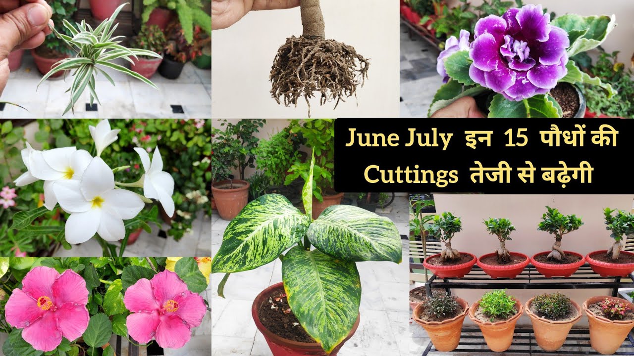 June July यह 15 पौधों की cuttings तेजी से बढ़ेगी, Best Permanent Plants summer flowers #Indoor plants